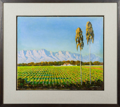 Cape Vineyards